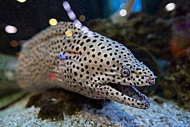 《夜蒲女子图鉴》Steam页面上线 发售日待定