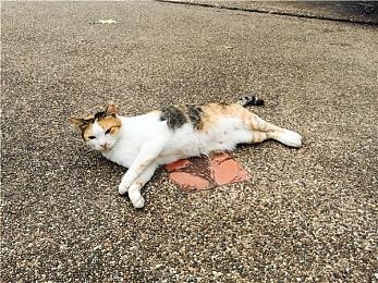 肉鸽地牢《亡者之地》5月13日发售 支持试玩