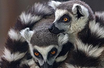 KK官方对战平台《爆战兄弟》全新PVP开战 多维策略畅快激斗